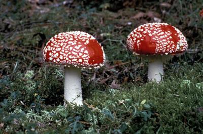 Laurie Friend - Fungi Pair