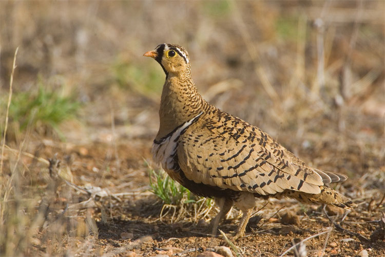 Black-faced sandgrouse