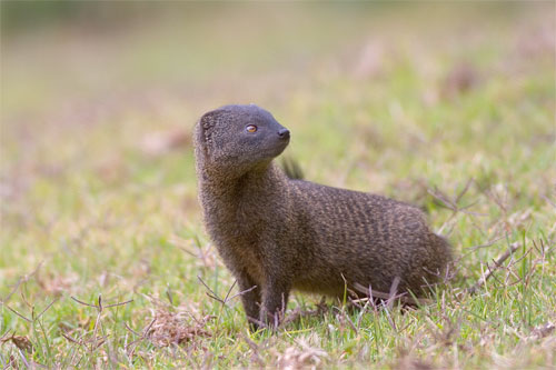 Marsh mongoose