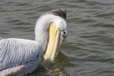 Punk-pelican