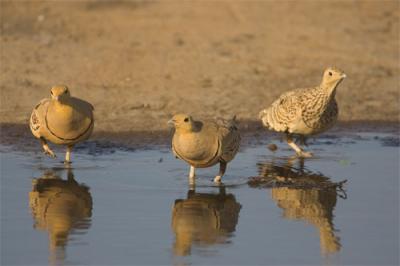 Chestnut-bellied-sandgrouse