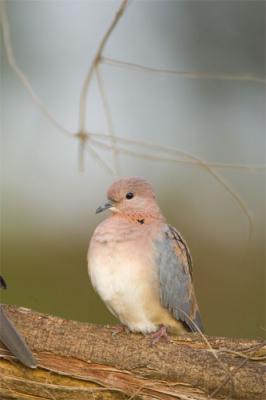 Laughing dove