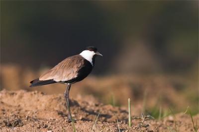 Spur-winged plover