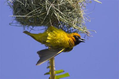 Golden palm weaver