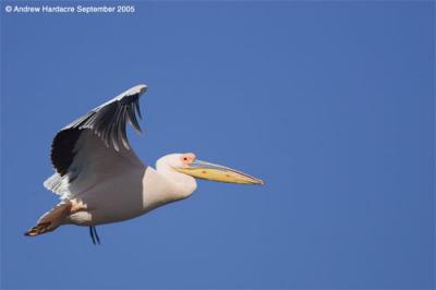 Great white pelican