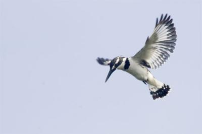 Pied kingfisher