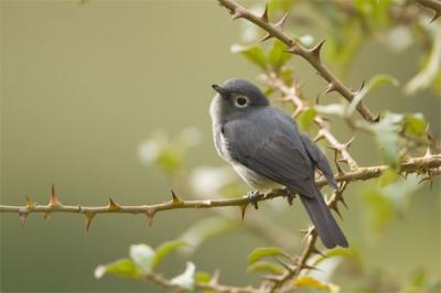 White-eyed slaty-flycatcher