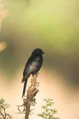 Common drongo