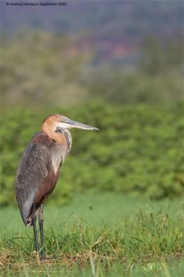 Goliath heron