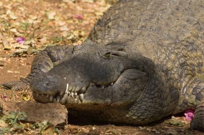 Croc close-up