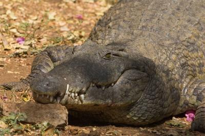 v3/05/598805/3/49763548.Croccloseup.jpg