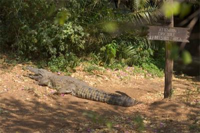 Croc-infested area