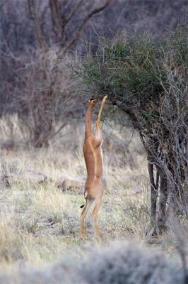 Gerenuk