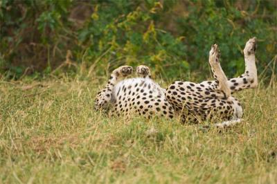Headless cheetah
