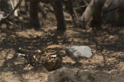 Slender-tailed nightjar