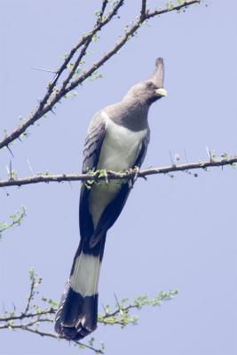 White-bellied Go-away bird