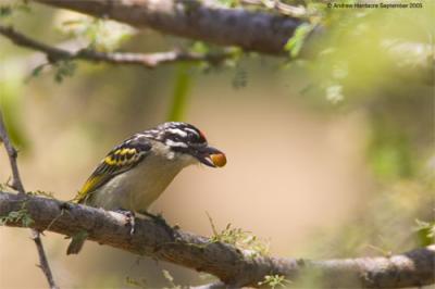 Red-fronted tinkerbird