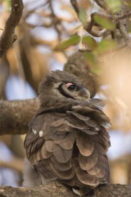 Verreaux eagle-owl