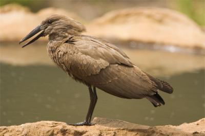 Hammerkop