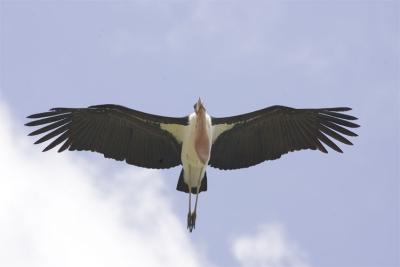 v3/05/598805/3/49763787.Mariboustork.jpg