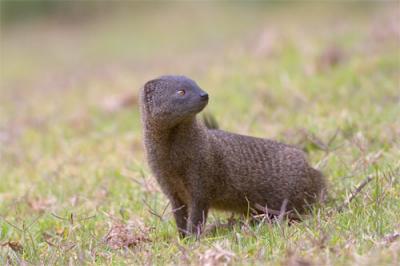 Marsh mongoose