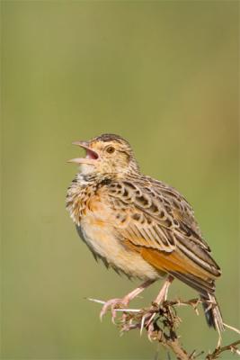 Red-winged lark
