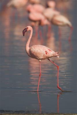 Lesser flamingo