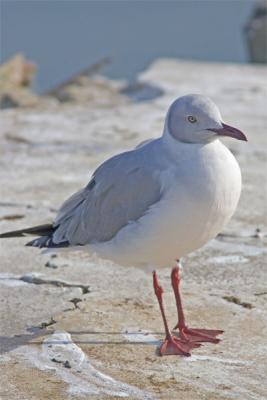 Grey-headed gull