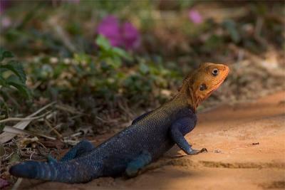 Gama-lizard