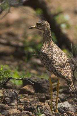 Spotted thick-knee