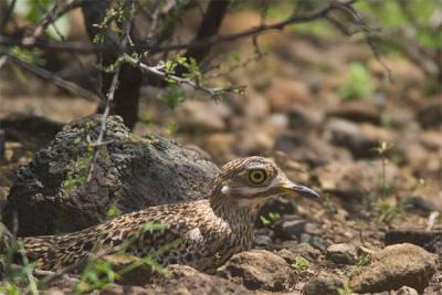 Spotted thick-knee