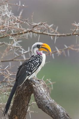 Yellow-billed hornbill