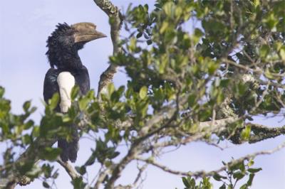 Silvery-cheeked hornbill