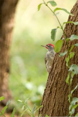 Nubian woodpecker