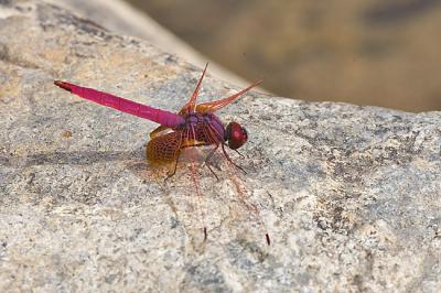 Trithemis aurora