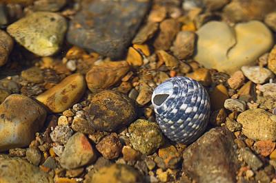 Shell