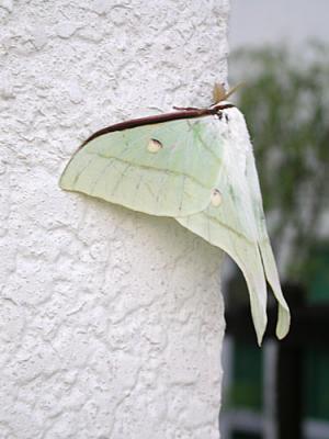 Actias selene