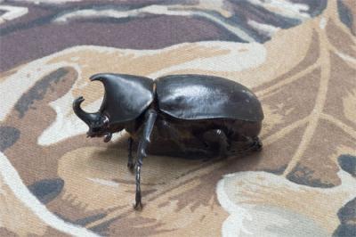 Unicorn beetle
