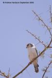 Pygmy falcon