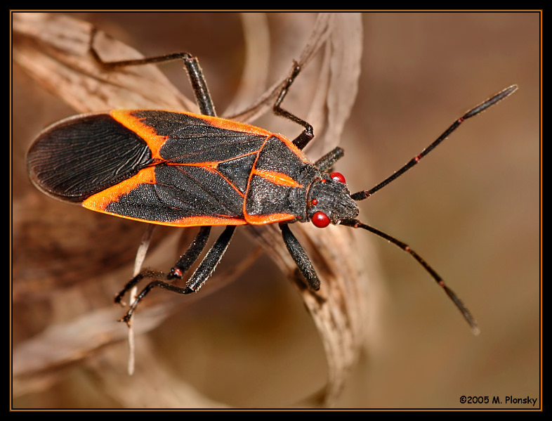 Boxelder Bug