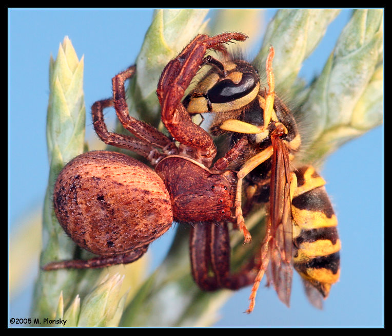 CrabSpider Eating A Wasp
