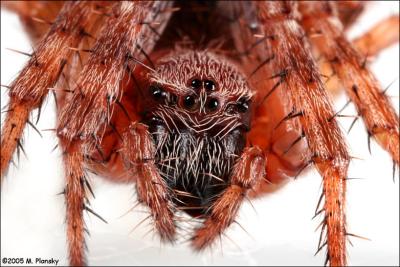 Barn Spider (Araneus cavaticus)