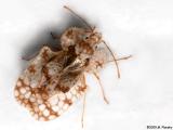 Sycamore Lace bug (Hemiptera Tingidae)