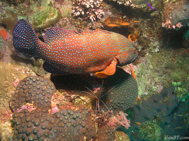 Grouper in a cleaning station