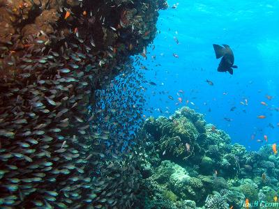 Glass sweepers and a Grouper