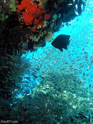 Glass sweepers and a Grouper