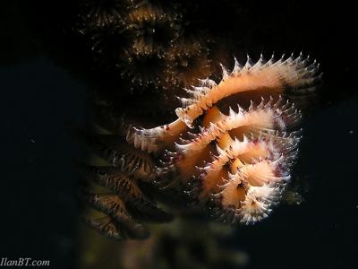 Christmass tree worm