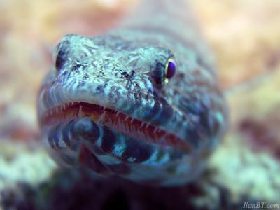 Lizzard fish