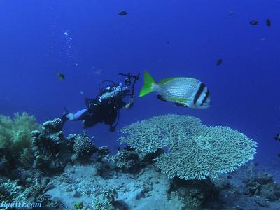 fish and a diver