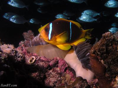 Clownfish and friends